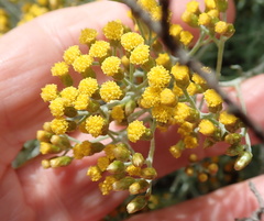 Helichrysum revolutum