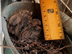 Streptopelia senegalensis