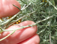 Helichrysum revolutum