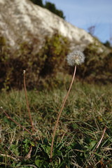 Taraxacum hybernum