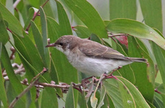 Brown-Backed Honeyeater photo 3