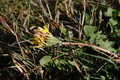 Taraxacum hybernum