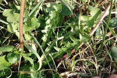 Taraxacum hybernum