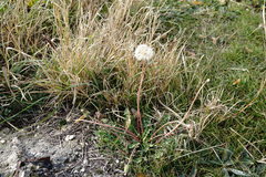 Taraxacum hybernum