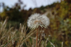 Taraxacum hybernum