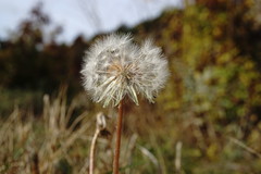 Taraxacum hybernum
