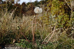 Taraxacum hybernum