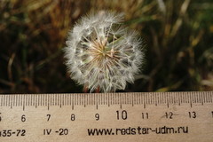 Taraxacum hybernum