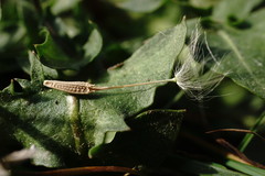 Taraxacum hybernum