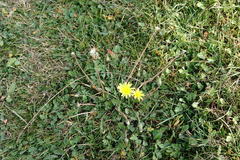 Taraxacum hybernum