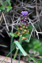 Muscari cycladicum