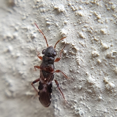 Trinithignus natalensis