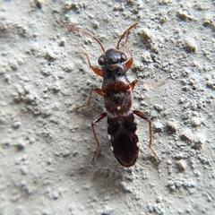 Trinithignus natalensis