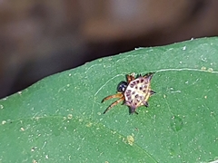 Macracantha
