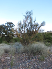 Hualania colletioides