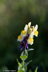 Linaria triphylla