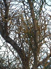 Hualania colletioides