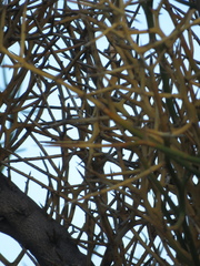 Hualania colletioides