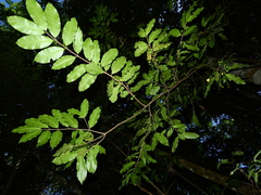 Lacmellea aculeata