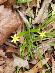 Hypoxis curtissii