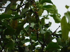 Macrosolen cochinchinensis