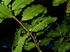 Lacmellea aculeata