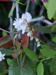 Vicia acutifolia