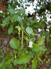 Styrax americanus