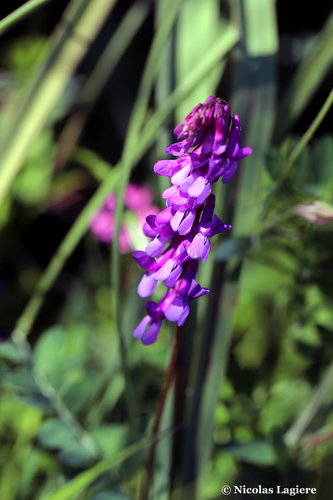 Vicia villosa iNat (1)