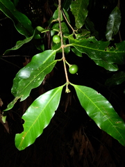 Lacmellea aculeata