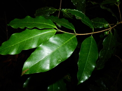 Lacmellea aculeata