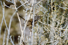 Curruca deserticola