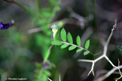 Vicia villosa microphylla