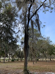 Quercus laevis image
