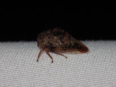 Smiliini