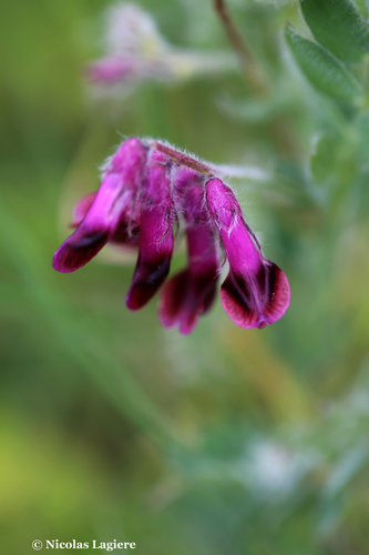 Vicia benghalensis iNat (2)