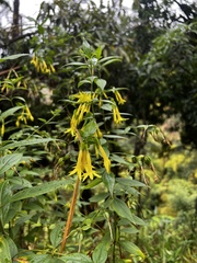 Lisianthius longifolius