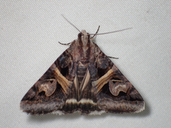 Drasteria grandirena