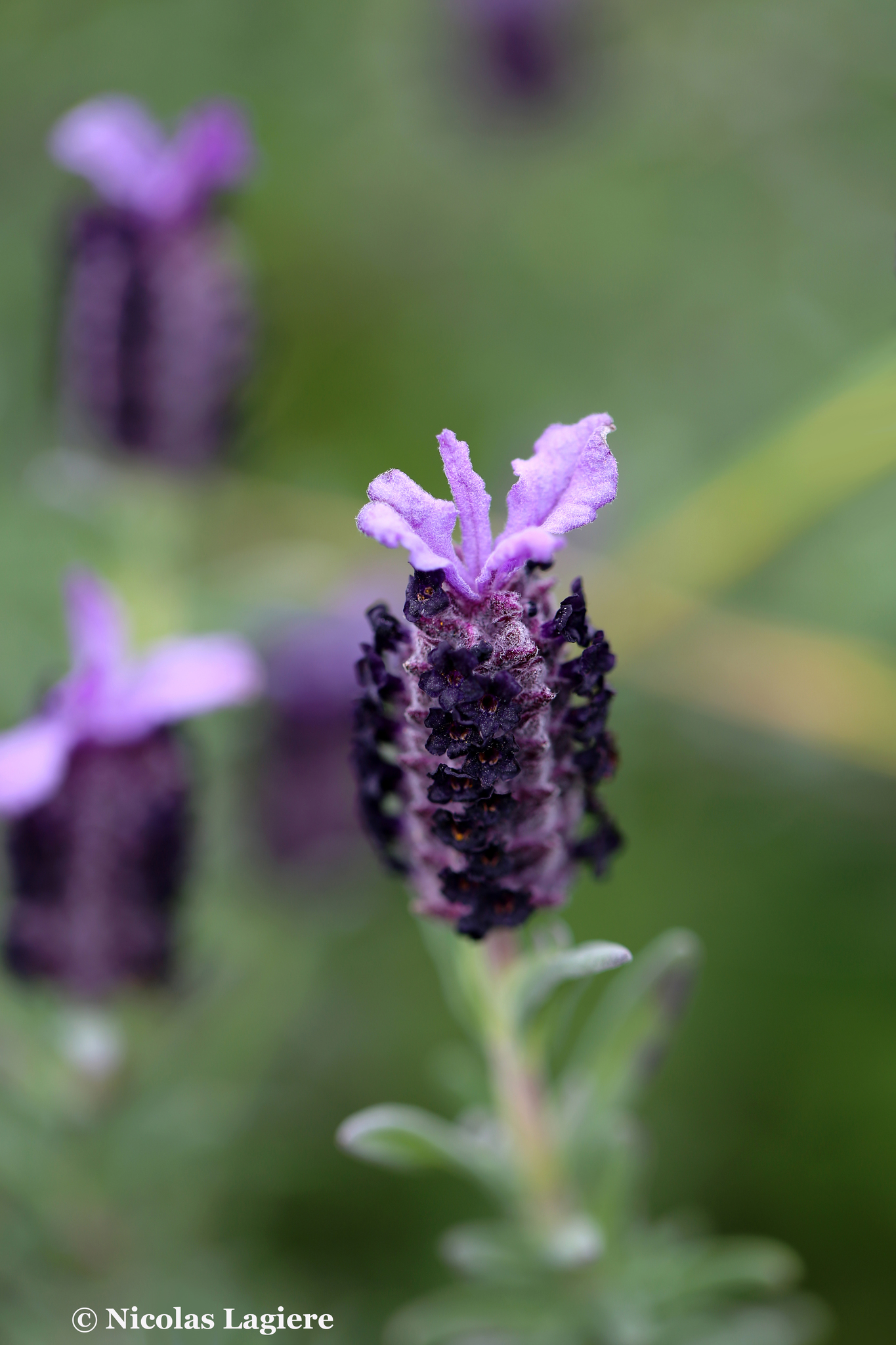 French Lavender (Lavandula Stoechas)