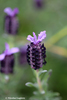 Topped Lavender - Photo (c) Nicolas Lagière, some rights reserved (CC BY-NC), uploaded by Nicolas Lagière