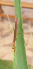 Musoniellinae