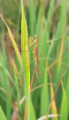 Musoniellinae