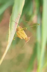 Musoniellinae