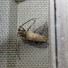 Gnatholea eburifera