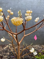 Edgeworthia