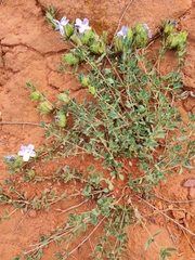 Barleria macrostegia