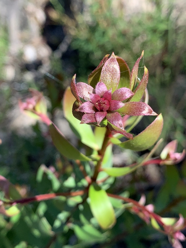 Persoonia oleoides