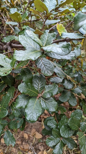 Quercus spp. - Leaves
