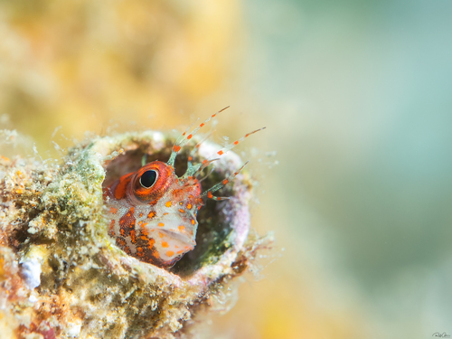 Fringed blenny (Mimoblennius cirrosus) — Blenniidae