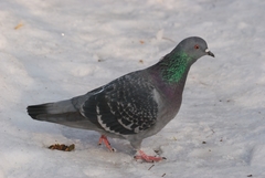Columba livia